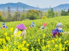 春风十里茶飘香 春茶采摘正当时